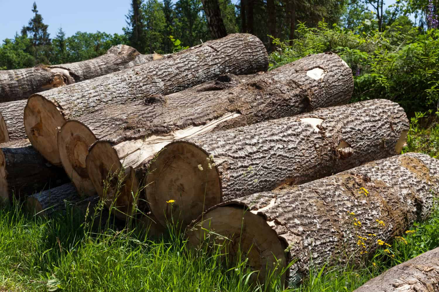 Global Wood Trade Policy