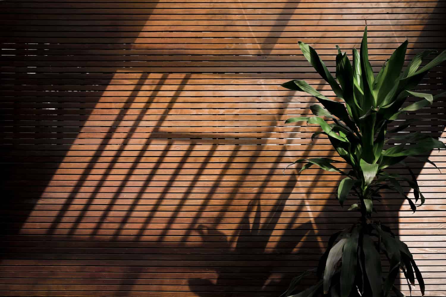 The Rise of Bamboo in Eco-Friendly Home Design